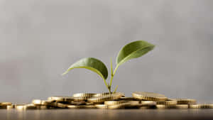 從一堆金幣中長出的小植物。 — 金融 壁紙
