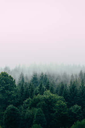 在柔和的粉紅色和灰色天空下，常綠樹的迷霧森林。 — Calming 壁紙