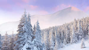 日出時白雪覆蓋的松樹和山脈，天空呈現柔和色調 — 雪山 壁紙