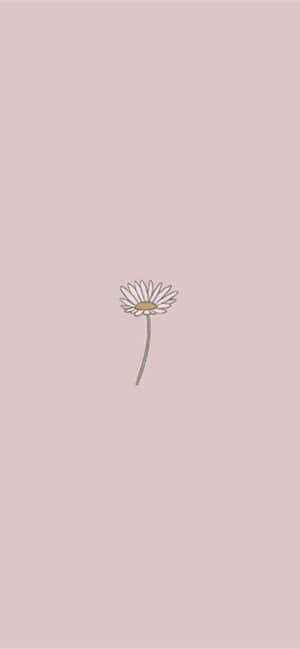 在柔和的紫紅色背景上，一朵精緻的線條雛菊。 — iPhone Air 壁紙