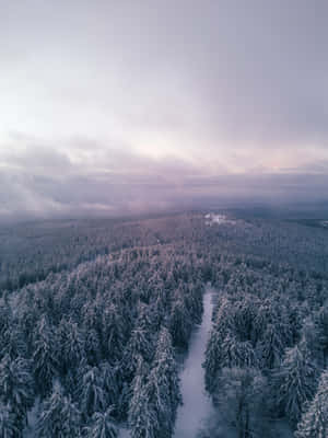 暮色中蜿蜒穿過松樹的積雪森林小徑。 — 森林景觀 壁紙