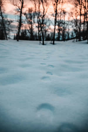 新雪上的腳印引向暮色中的光禿樹木。 — 冬季風景 壁紙