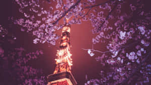 櫻花在洋紅色夜空下環繞著夜晚亮燈的東京鐵塔。 — 櫻花 壁紙