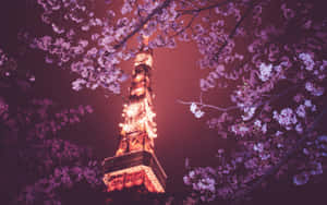 櫻花在夜晚襯托著燈火通明的東京鐵塔。 — 東京鐵塔 壁紙