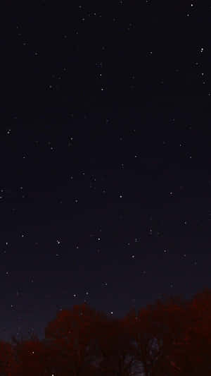 在星空夜空下的剪影秋樹。 — 簡約 壁紙