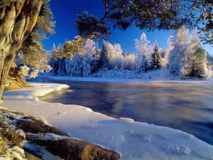 在清澈的藍天下，被白雪覆蓋的樹木環繞的冰凍河流。 — 冬季風景 壁紙