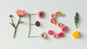 花朵排列在白色背景上拼出「YES」一字。 — 高清 壁紙