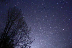 黑暗的樹木剪影，映襯著滿是閃爍星星的星空夜空。 — 暮光 壁紙