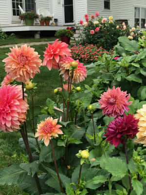 以白色房屋為背景的花園中色彩繽紛的大麗花。 — 2048x2732 壁紙