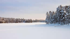 黃昏時分，冰雪覆蓋的松樹林毗鄰冰凍的湖泊。 — 冬季風景 壁紙
