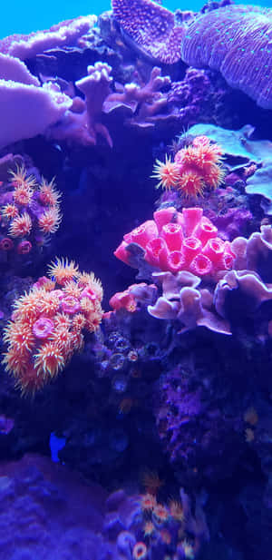 色彩繽紛的珊瑚和海葵在充滿活力的水下水族箱場景中。 — 珊瑚 壁紙
