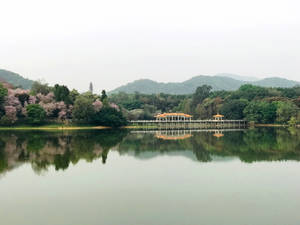 陰天下，櫻花樹與山巒倒影的寧靜湖泊。 — 廣州 壁紙