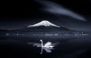 夜晚，一隻白天鵝在黑暗的湖中游泳，背景是富士山。 — 日式暗黑 壁紙