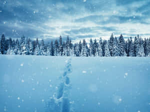 冬季通往松樹的雪徑，雪花飄落。 — 雪景 GIF 壁紙