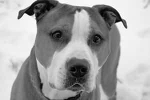 一隻臉上帶有白色條紋的比特犬站在雪中。 — 比特犬 壁紙