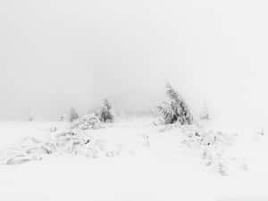 霧氣瀰漫、色調柔和的雪地森林場景。 — 冬季風景 壁紙