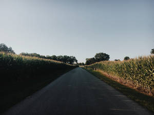 一條筆直的鄉村道路，兩旁是高高的玉米田，在晴朗的天空下，夕陽西下。 — 藍天 壁紙