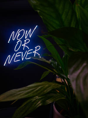 在昏暗房間的綠色葉片後，一個寫著「now or never」的藍色霓虹燈牌。 — 深色霓虹 iPhone 壁紙