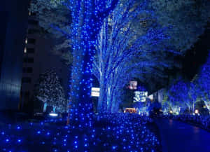 藍色燈串裝飾著夜晚城市公園中的樹木。 — 聖誕美學 壁紙