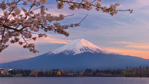 富士山、櫻花與湖泊的夕陽景色 — 櫻花 壁紙