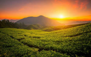 夕陽下起伏的綠色茶園，背景有山巒。 — 茶園 壁紙