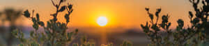 沙漠灌木後的夕陽，地平線上有金色光芒 — 沙漠太陽 壁紙