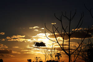 光禿禿的樹枝在帶有散雲的金色夕陽天空下形成剪影。
