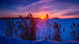 夕陽下的冰凍湖泊，覆雪的蘆葦在紫色和橙色光芒中閃耀。 — 冬季美學 壁紙