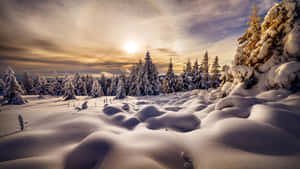 日落時分的雪林，松樹和雪堆上閃耀著金色光芒 — 冬季風景 壁紙