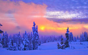 冬季色彩繽紛的夕陽天空下，白雪覆蓋的松樹。 — 冬季風景 壁紙