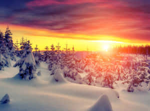 冬日夕陽下白雪覆蓋的松樹。 — 冬季風景 壁紙