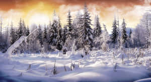 夕陽下的雪松林，金色光芒與柔和陰影 — 冬季風景 壁紙