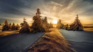 積雪的松樹沿著蜿蜒的小徑沐浴在夕陽的金色光芒中。 — 瑞士阿爾卑斯山 壁紙