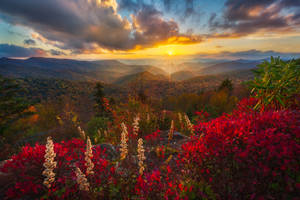 秋日山巒的夕陽，前景有紅葉和白花 — 日落 壁紙