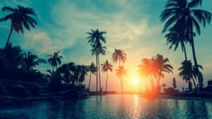 棕櫚樹在平靜水面上方的夕陽中形成剪影。 — 棕櫚樹日落 壁紙