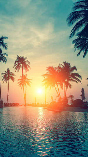 棕櫚樹在夕陽下剪影，泳池水面發光。 — 日落 壁紙