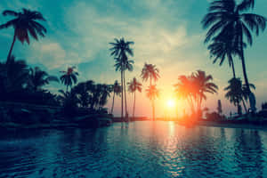棕櫚樹在夕陽映照下形成剪影，倒映在泳池中。 — 海灘桌面 壁紙
