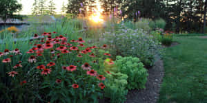 夕陽下帶有紅色金光菊和綠色葉子的花園。 — 花園 壁紙