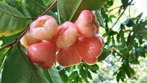 成熟的粉紅玫瑰蘋果在綠葉樹上生長。 — 水果 壁紙