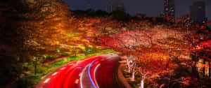 夜晚道路，車燈條紋在發光的秋樹下，靠近城市建築。 — 道路 壁紙