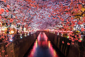 櫻花在夜晚拱起在燈光照亮的運河上，水中倒影。 — 日式自然壁紙