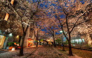 櫻花樹排列在夜晚燈火通明的城市街道上，伴隨著溫暖的燈光和藍天。 — 東京 壁紙