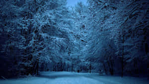 夜晚積雪的森林小徑，樹木被霜覆蓋，天空湛藍。 — 魔法森林 壁紙