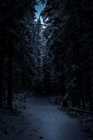 夜晚雪地森林小徑，遠處有發光的眼睛。 — 暮光 壁紙