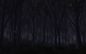 夜晚黑暗的森林，遠處有發光的燈光。 — 萬聖節暗黑 壁紙