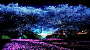 夜燈下花園中發光的櫻花樹和花朵。 — 櫻花 壁紙