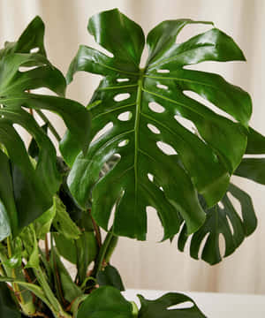 龜背竹植物的特寫，有大型綠色葉片和天然孔洞。 — Pixel Fold 壁紙