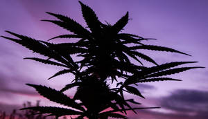 大麻植物剪影，背景為紫色和粉紅色的日落天空。 — 淺紫色系美學 壁紙