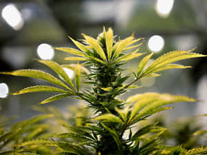在受控室內環境中，大麻植物在人造生長燈下的特寫。 — 植物美學 壁紙
