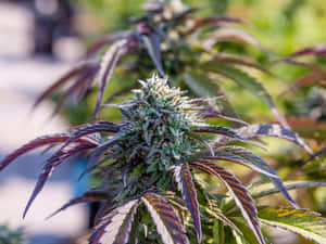 大麻植物特寫，帶有霜狀花蕾和深紫色葉片。 — 植物美學 壁紙